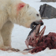 Image for article titled Unprecedented Photos Show A Polar Bear Eating Dolphins